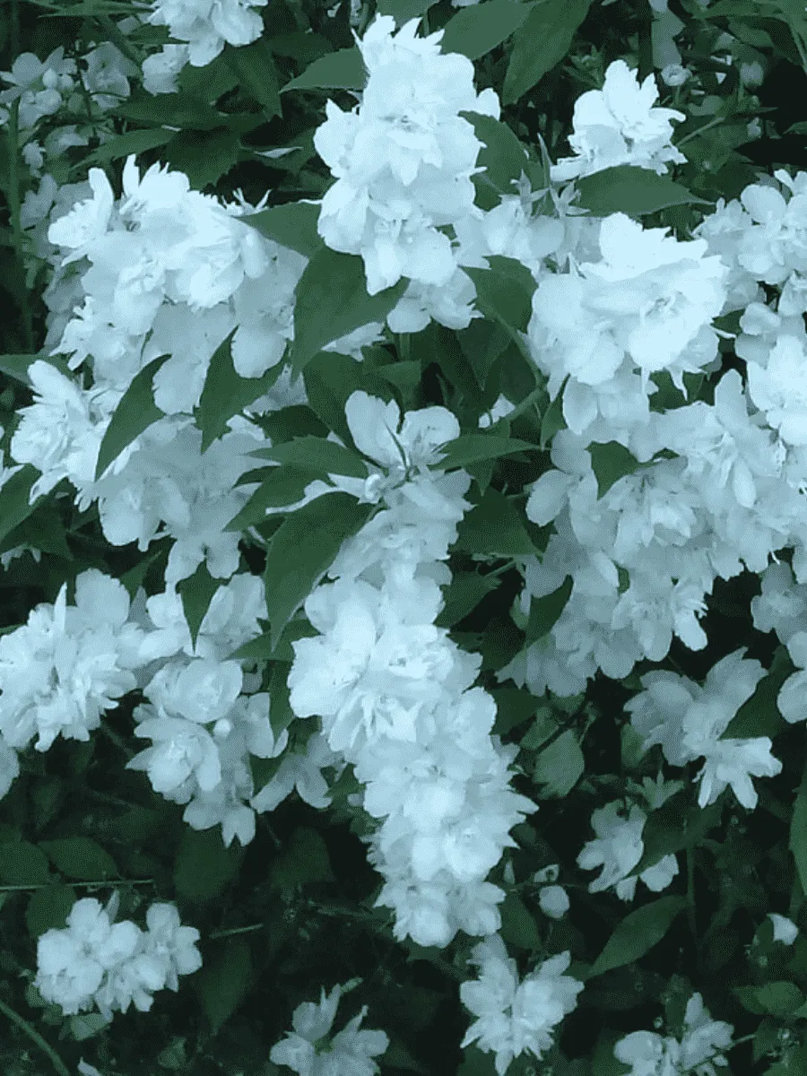 Чубушник венечный Русалка