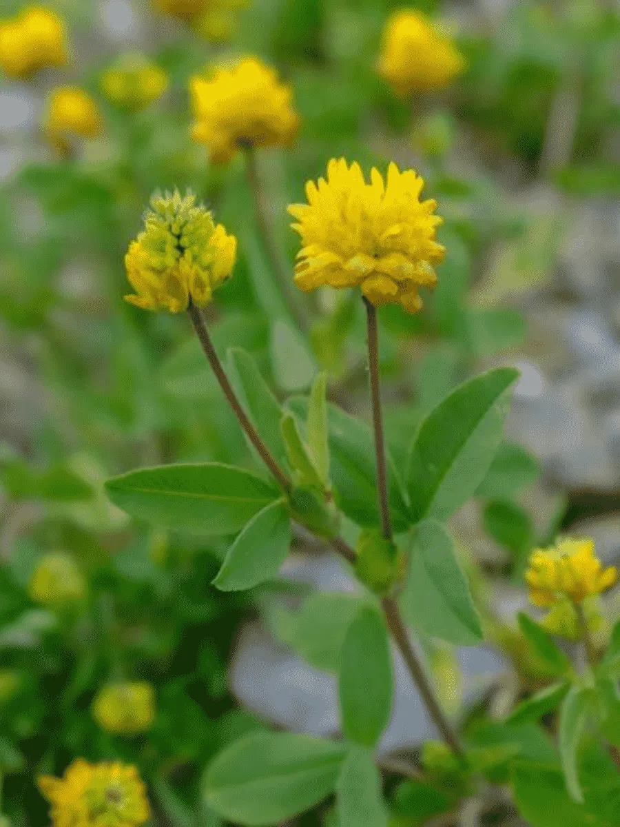 Клевер золотистый