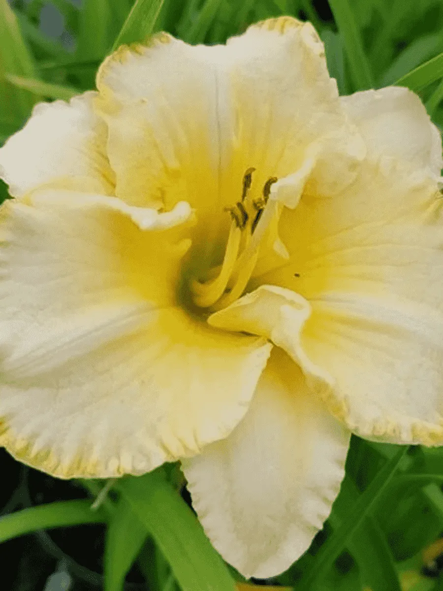 Лилейник Villa Vanilla