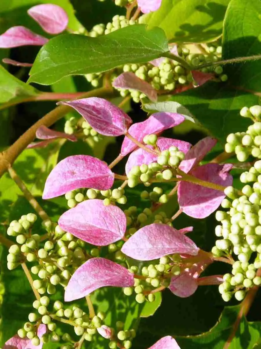 Схизофрагма гортензиевидная Roseum