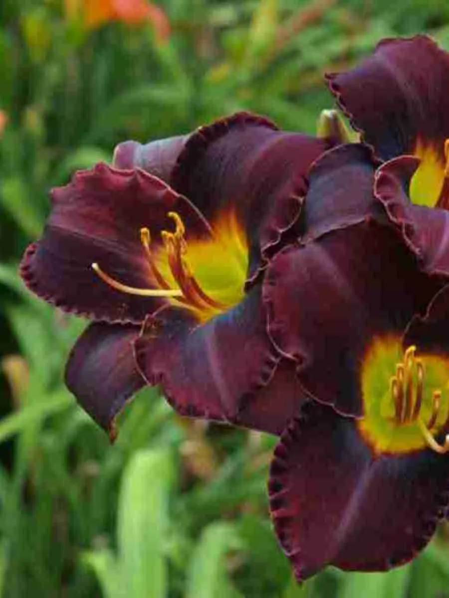 Лилейник Longfields Black Magic