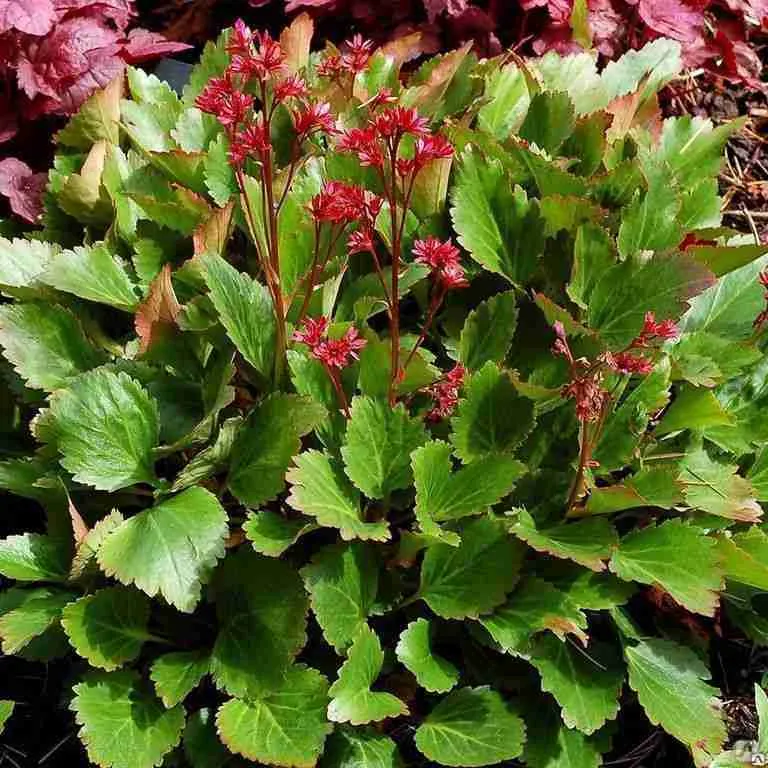 Мукдения гибридная Nova Flame