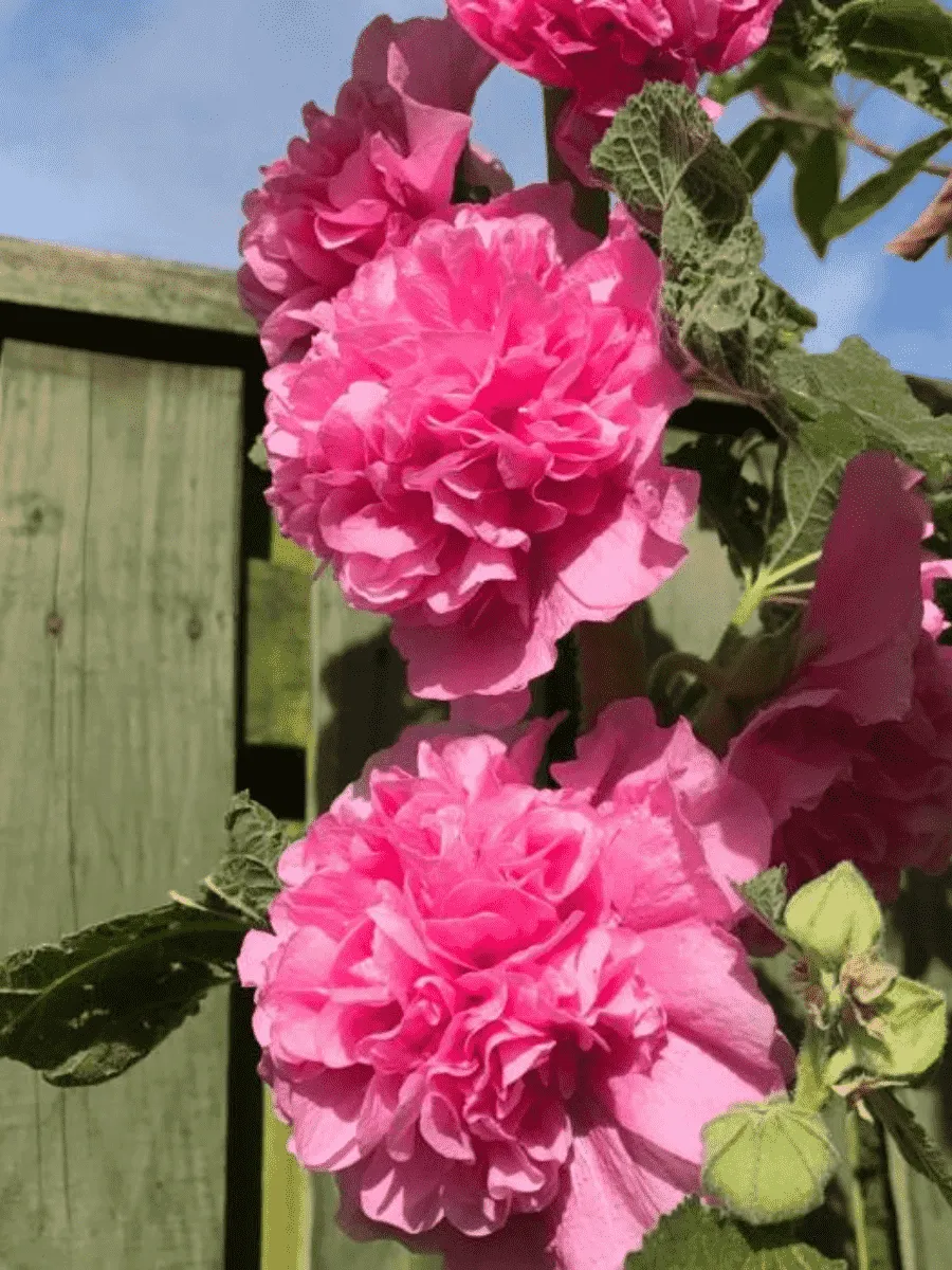 Мальва розовая Chater's Double  Rose