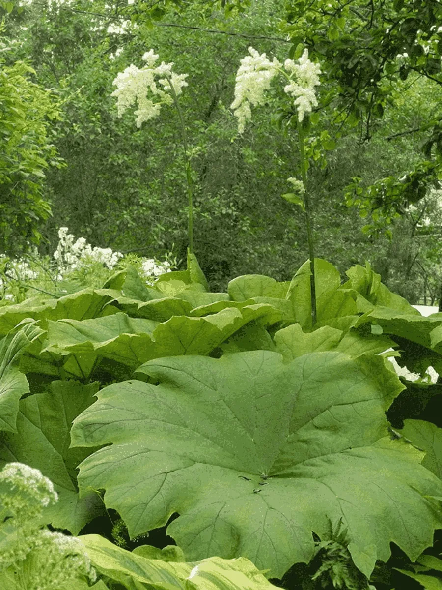 Астильбоидес пластинчатый