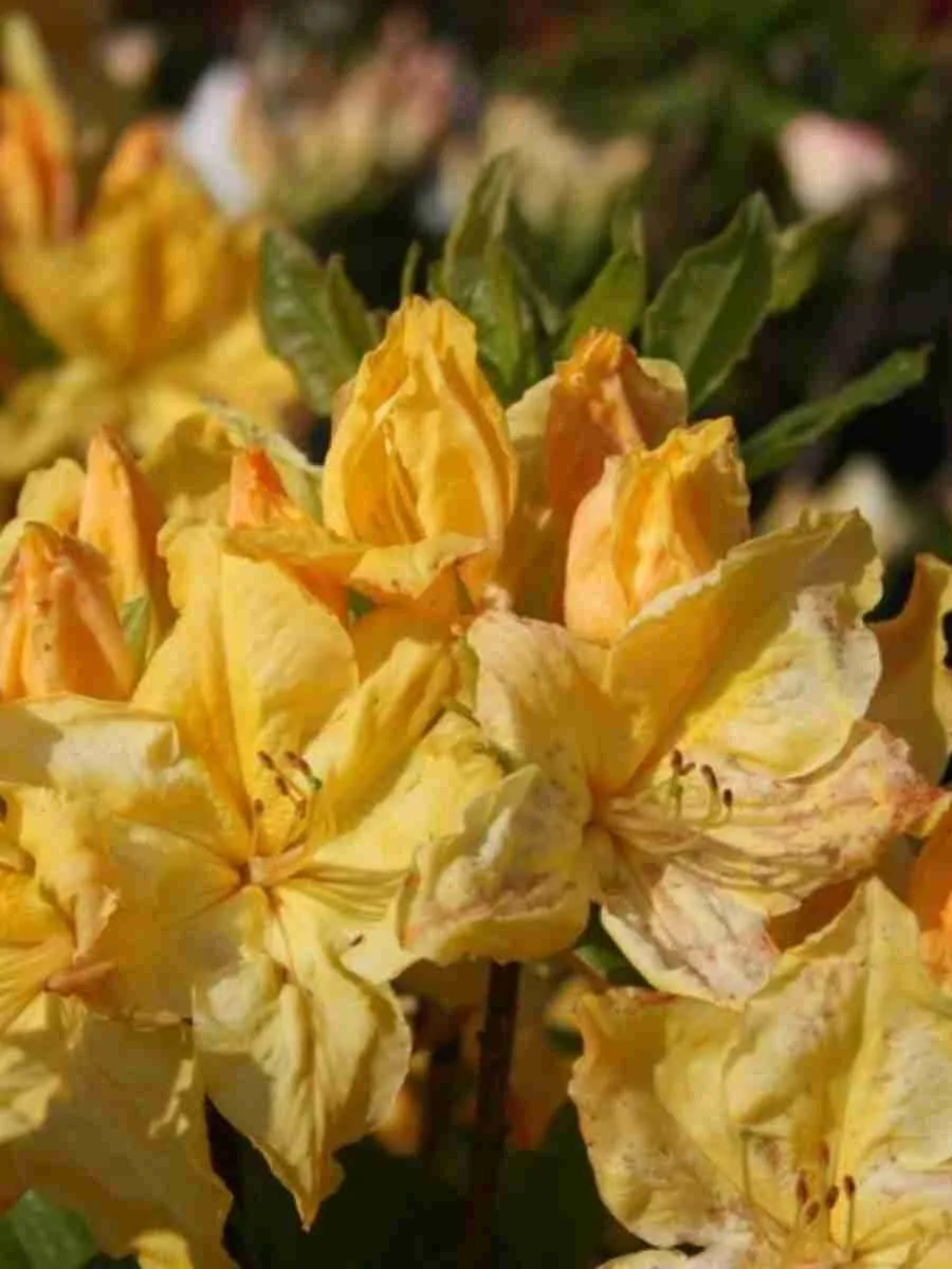 Азалия Windsor Sunbeam