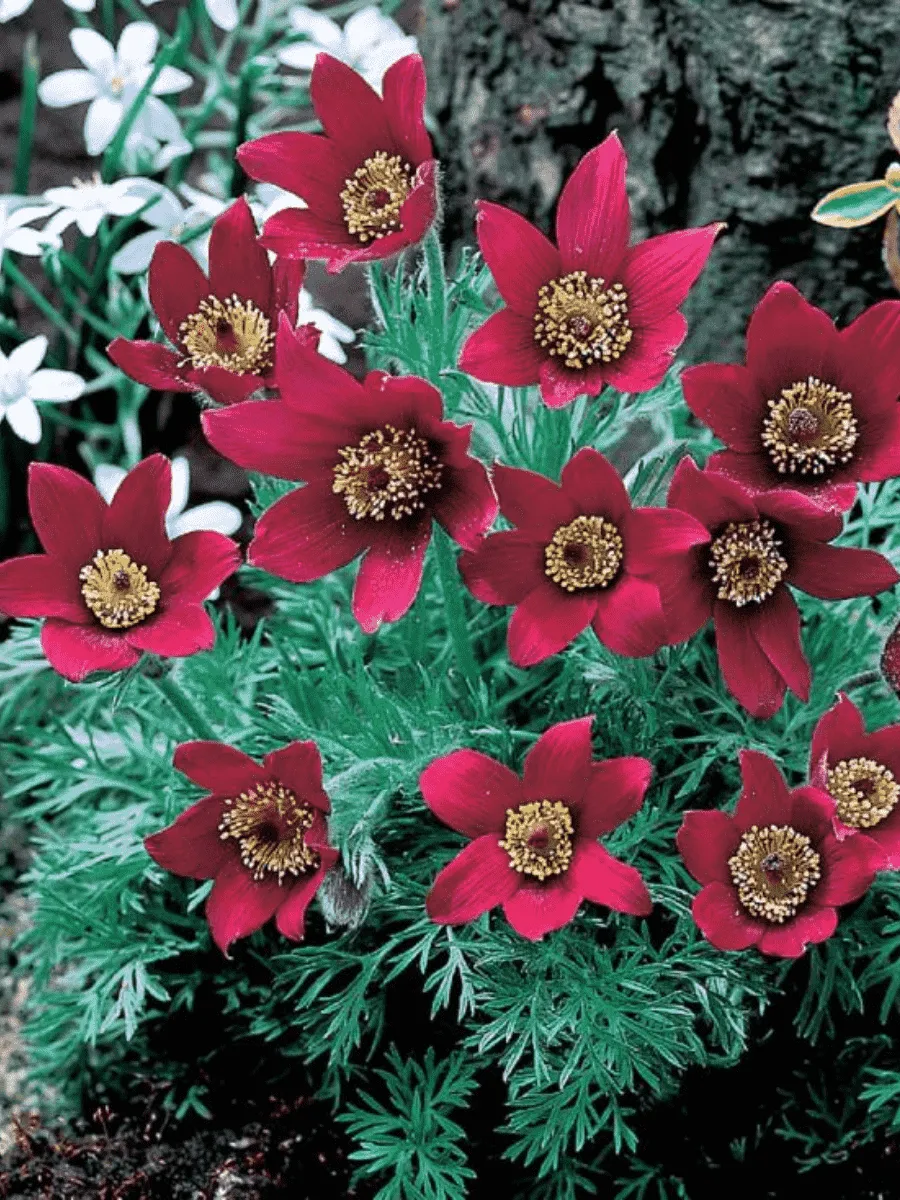 Прострел обыкновенный Rubra