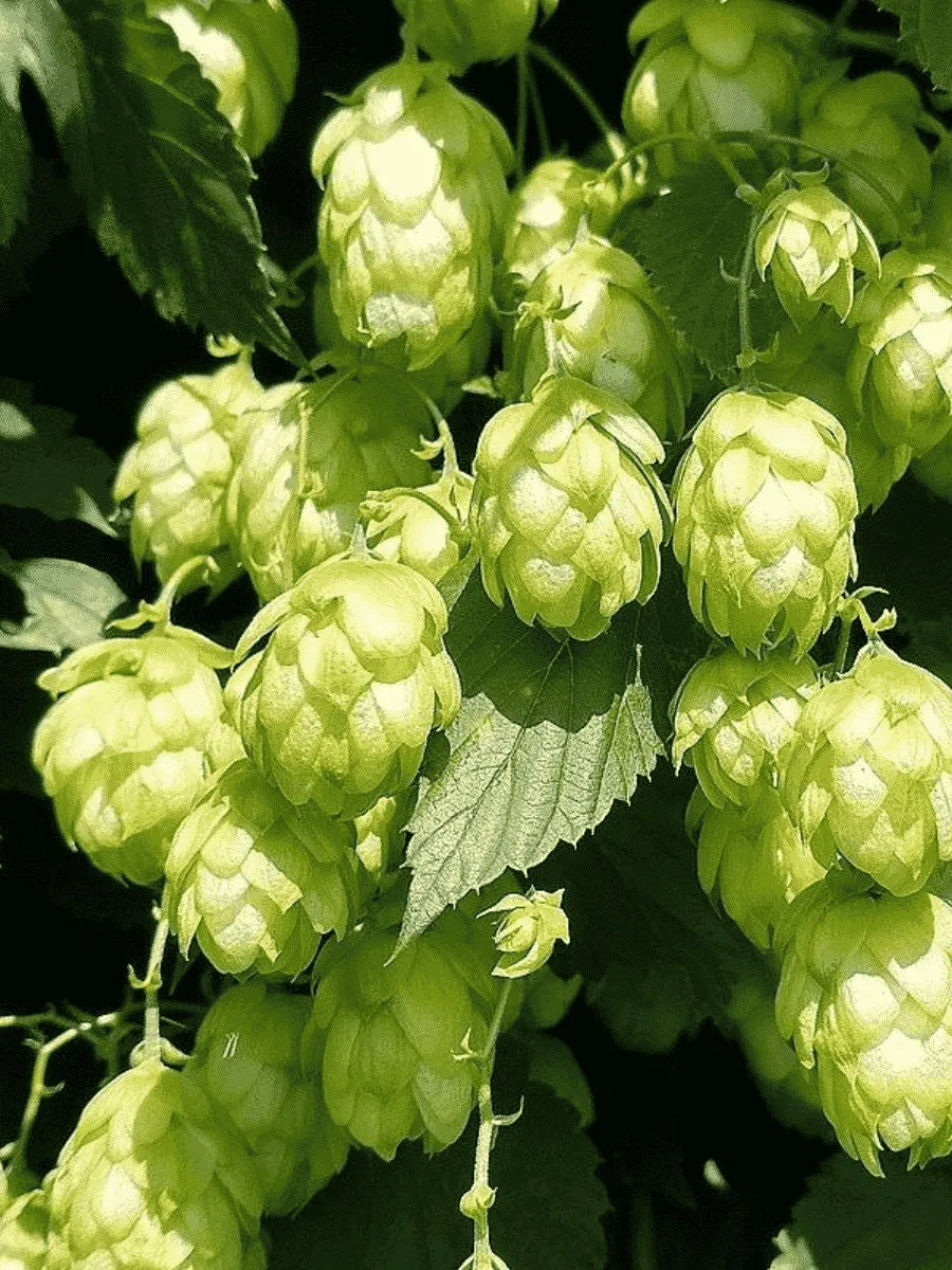 Хмель обыкновенный(F)