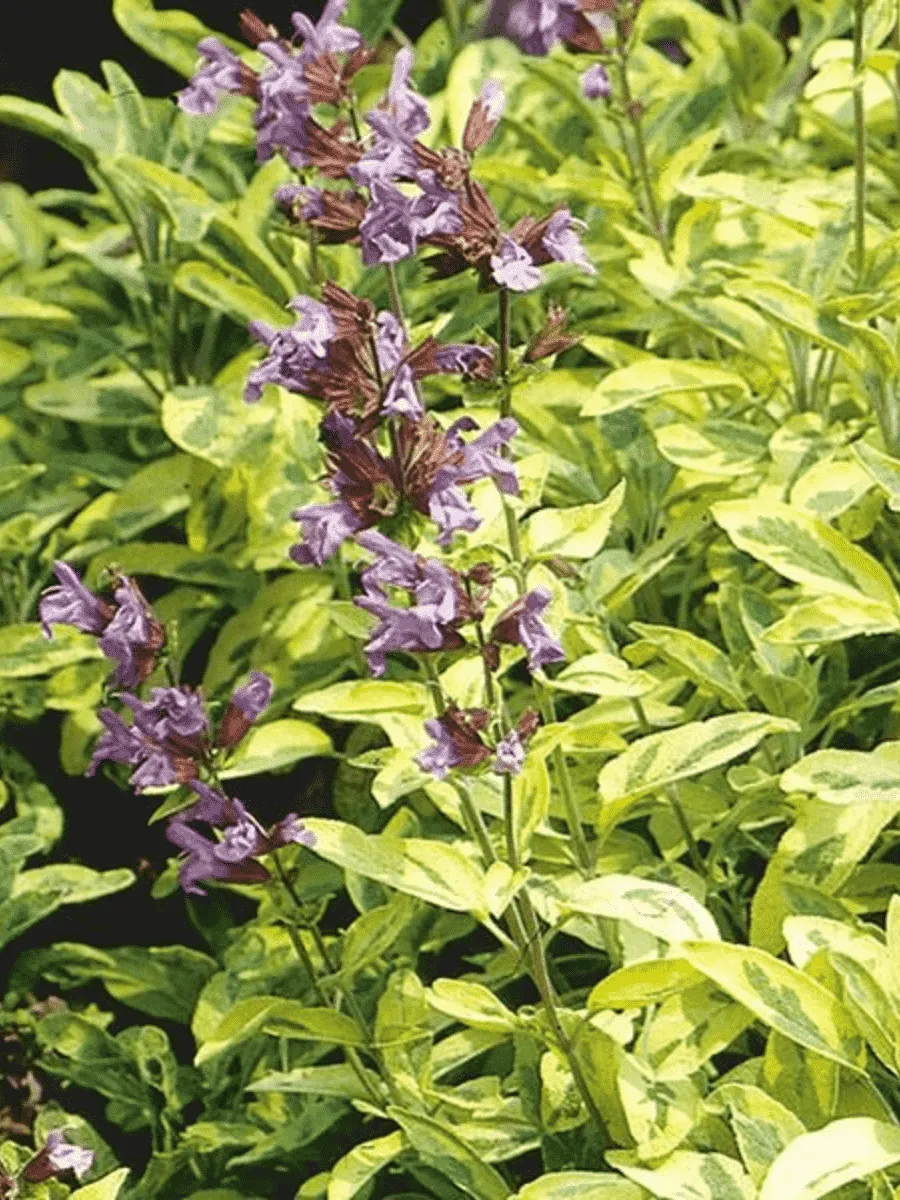 Шалфей лекарственный  Aurea