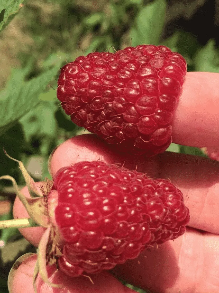 Малина ремонтантная Polka