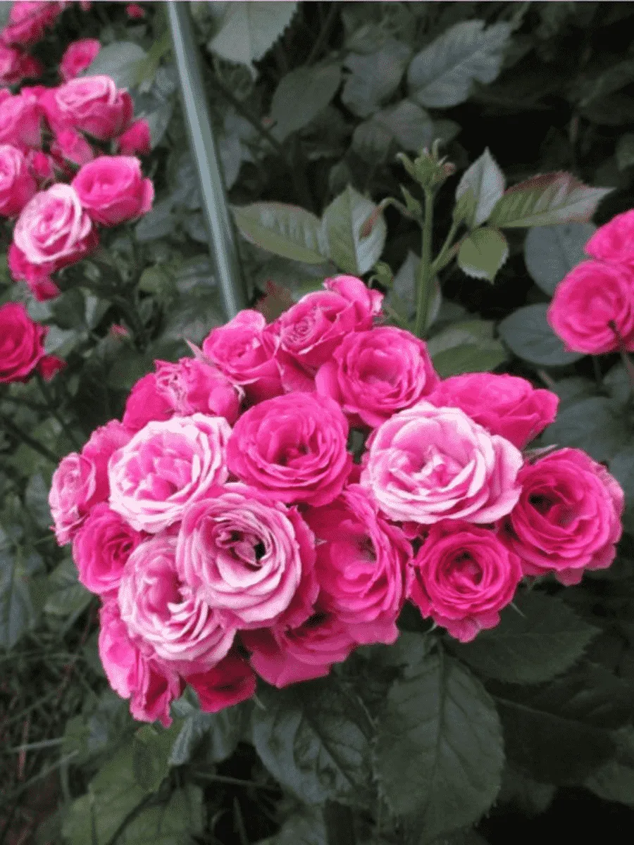 Роза спрей Cherry Folies