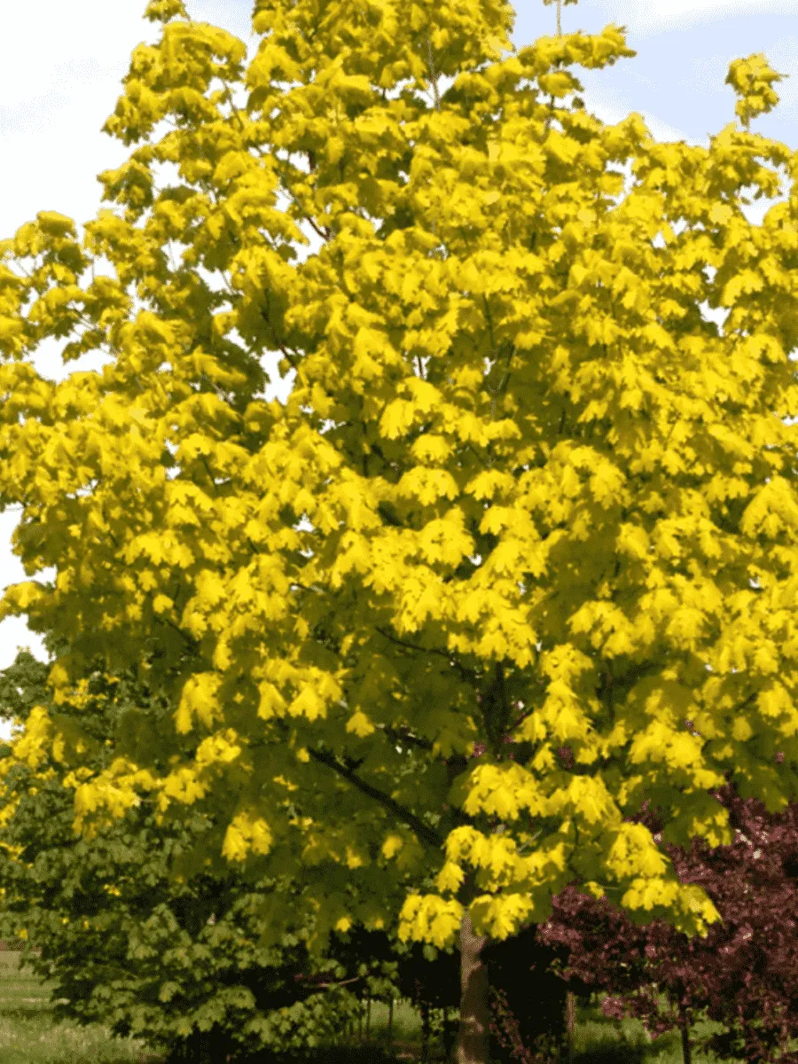 Клен остролистный Princeton Gold