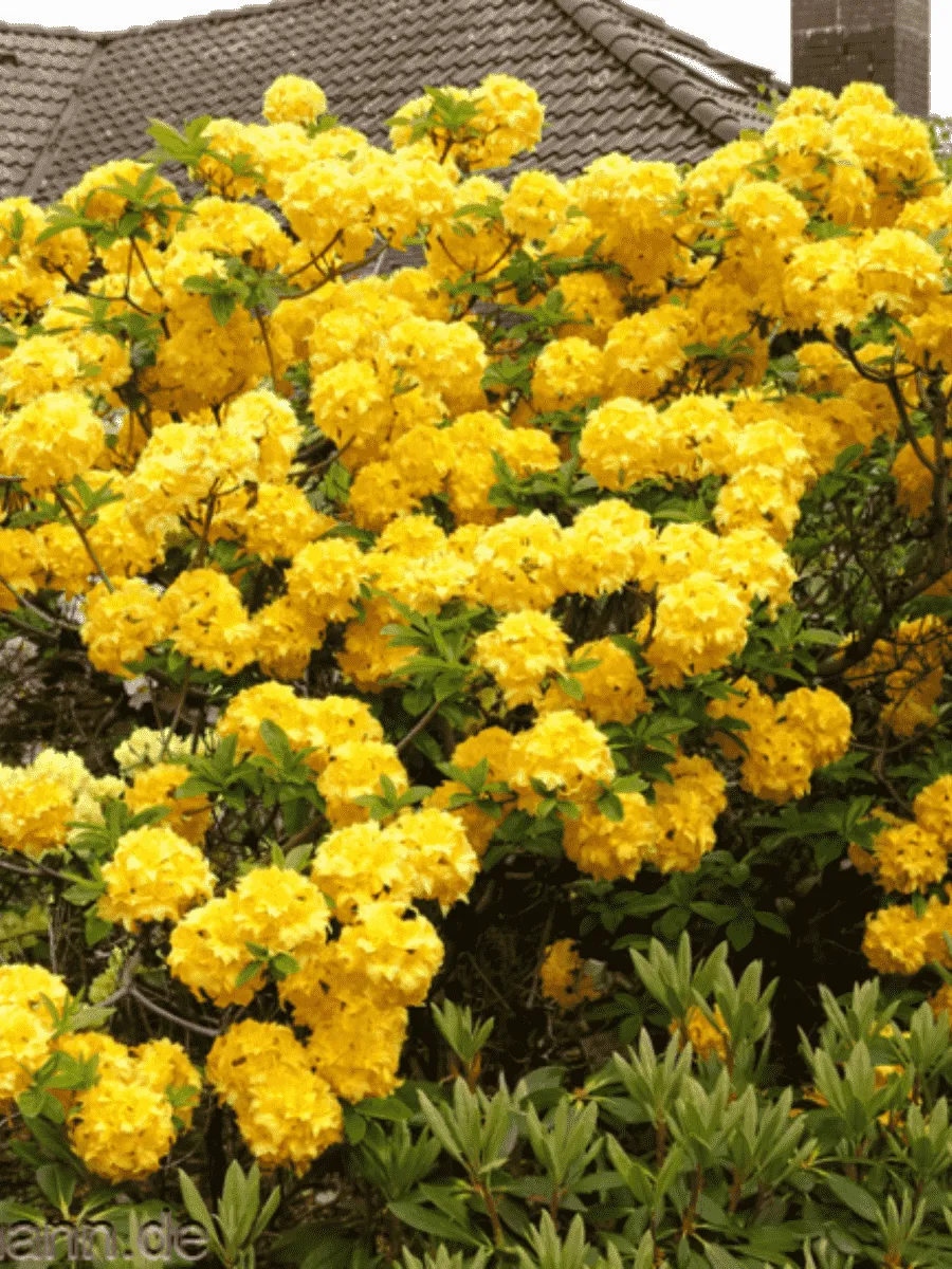 Азалия крупноцветковая Yellow Pom Pom