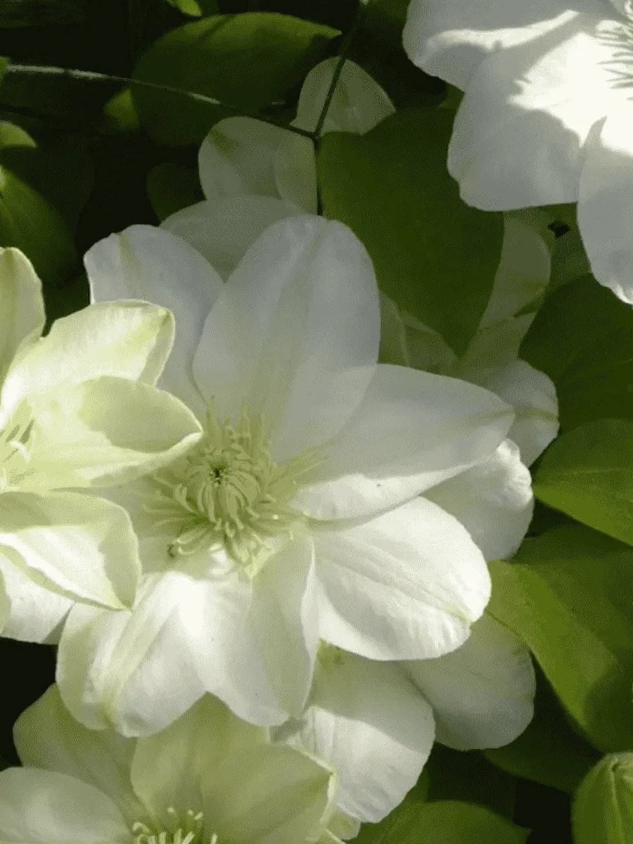 Клематис гибридный Guernsey Cream