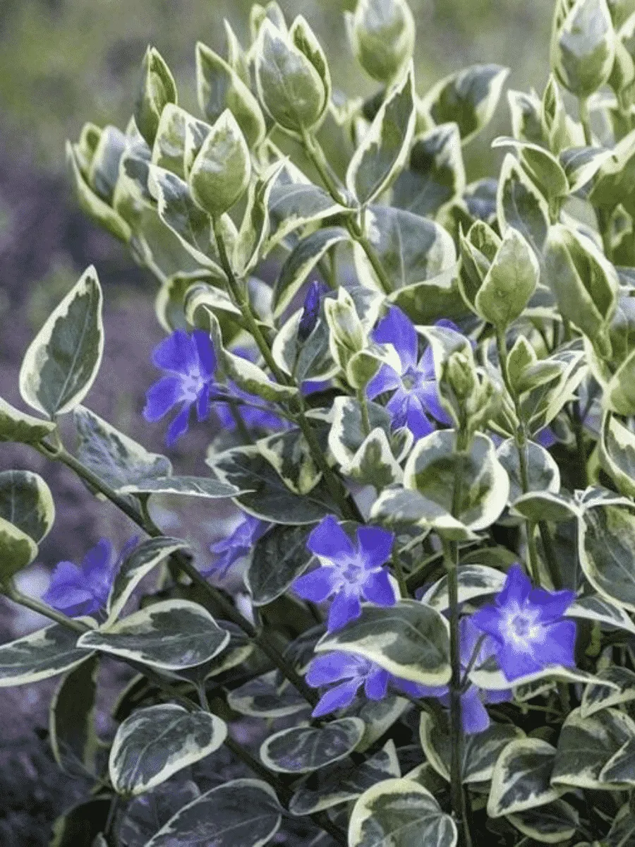 Барвинок большой Вариегата