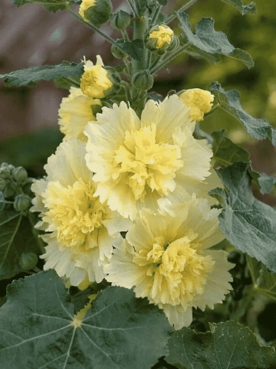 Мальва розовая Spring celebrities Lemon