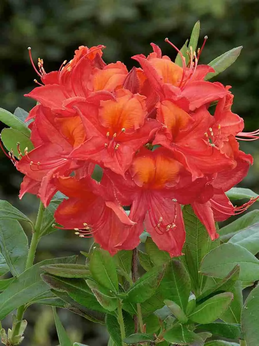 Азалия крупноцветковая Tunis