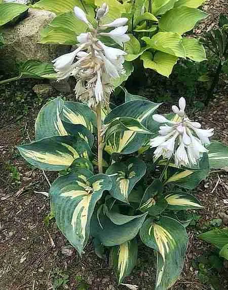 Хоста Beach Boy