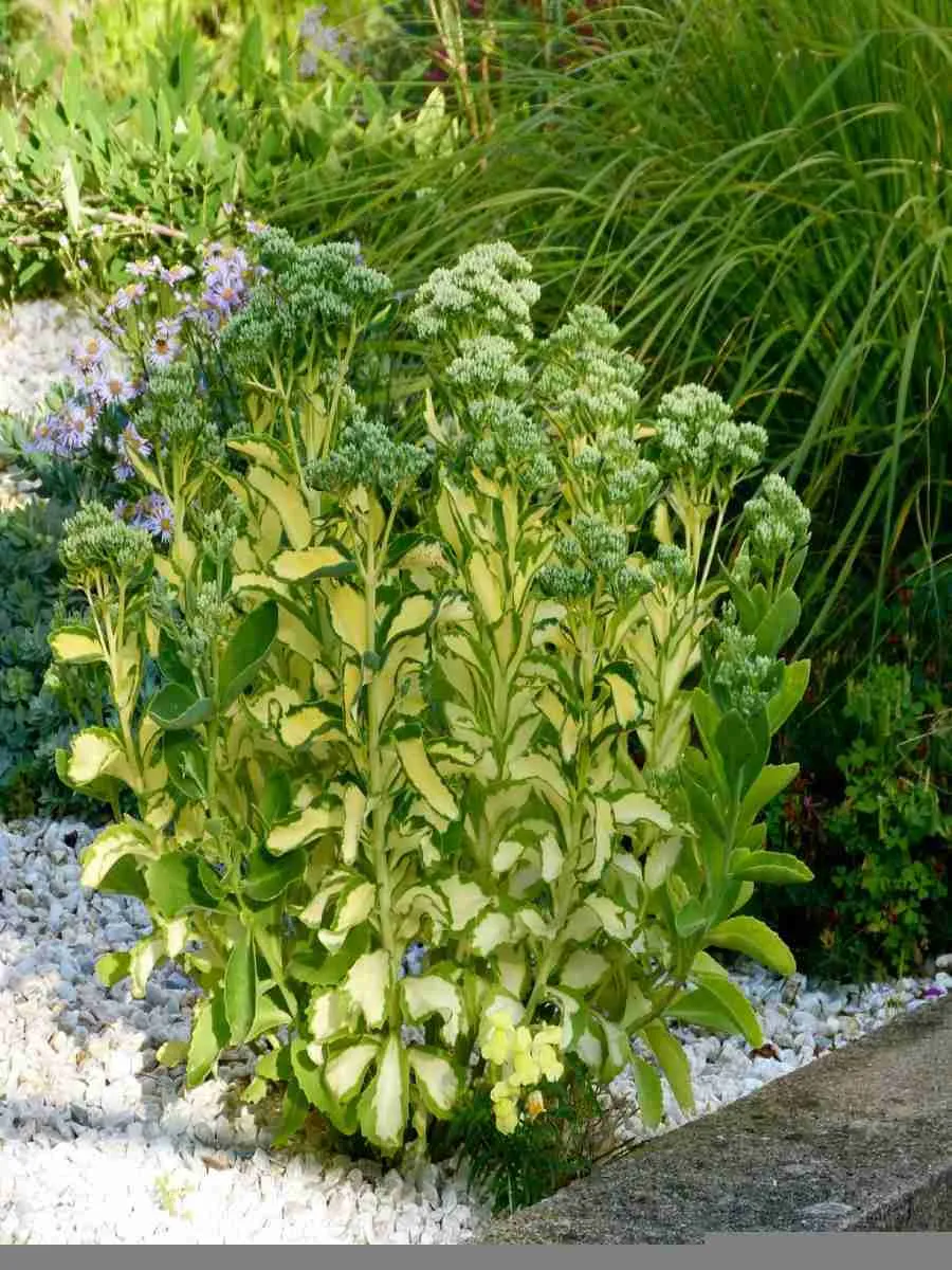 Очиток Mediavariegata