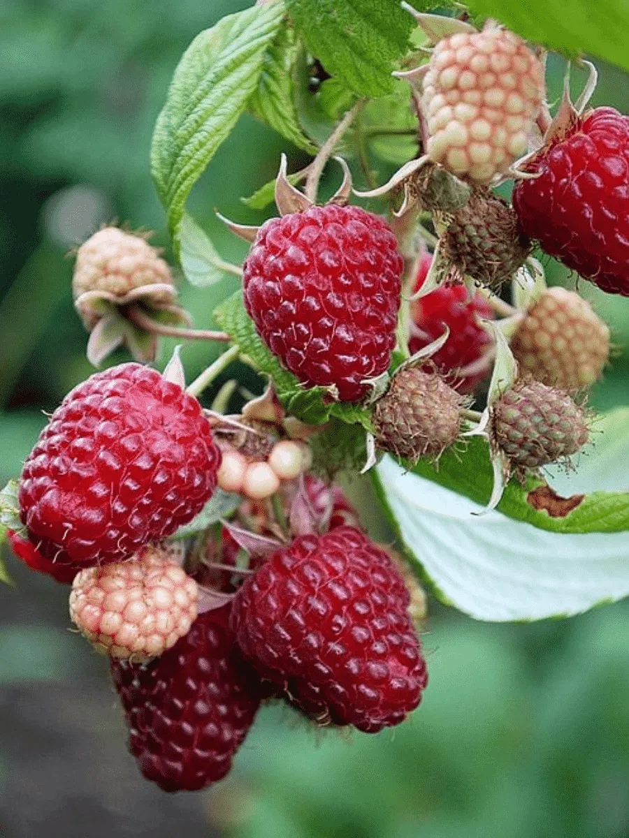 Малина Полана