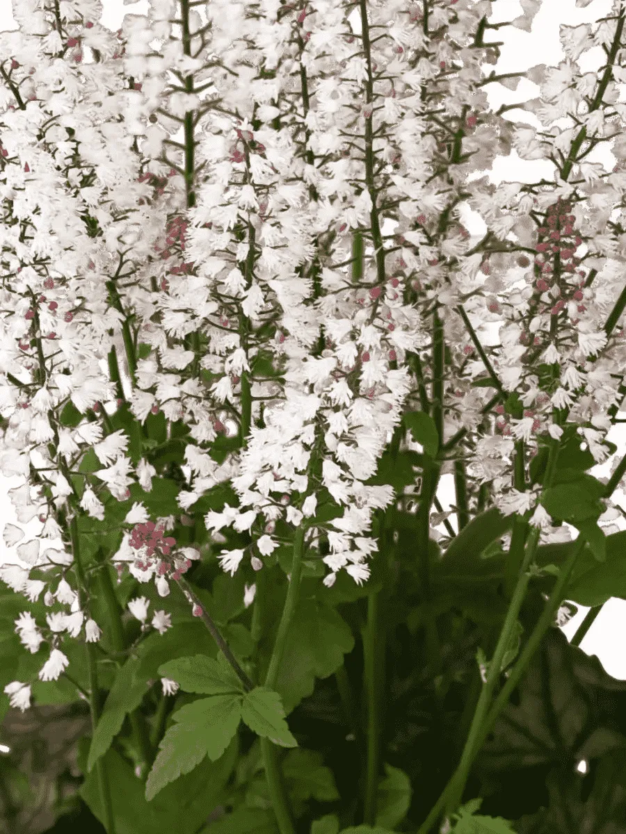 Гейхерелла White Revolution