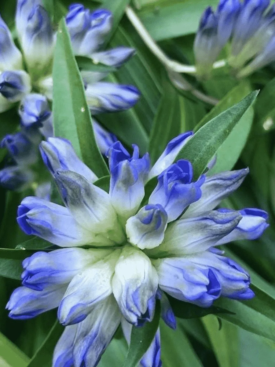 Горечавка даурская