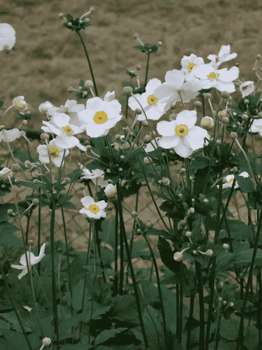 Анемона японская Honorine Jobert