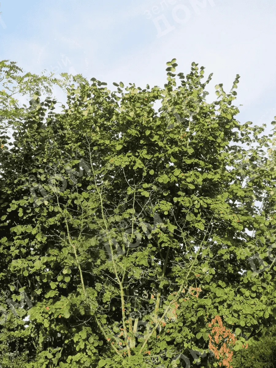 Фундук Webb's Prize Cob