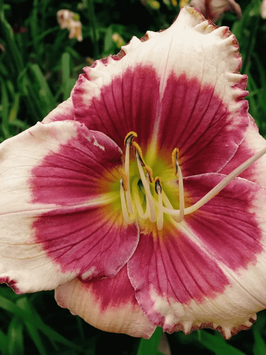 Лилейник Hello Screamer