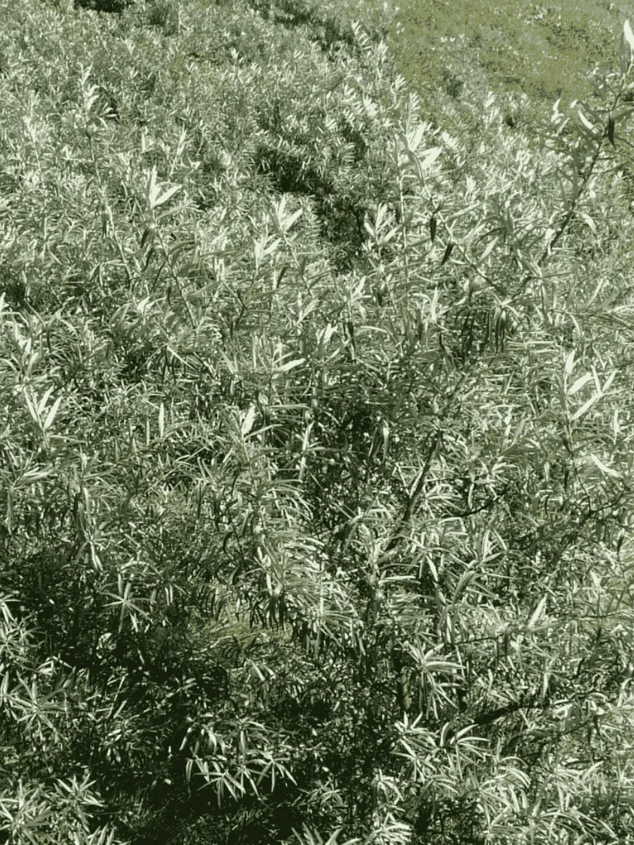 Облепиха крушиновидная  Pollmix