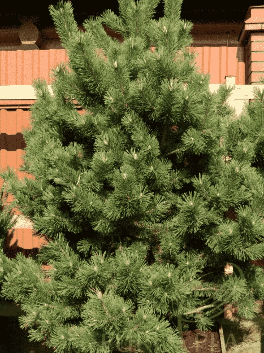 Сосна крючковатая