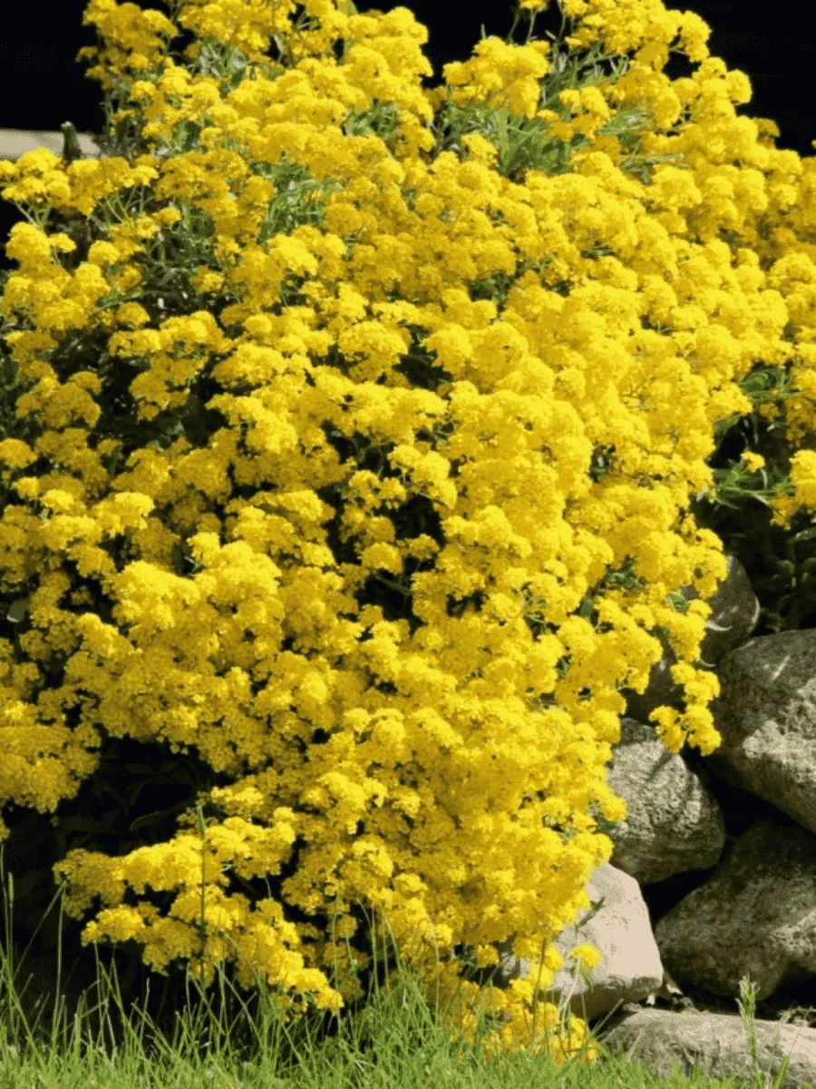 Алиссум горный Berggold