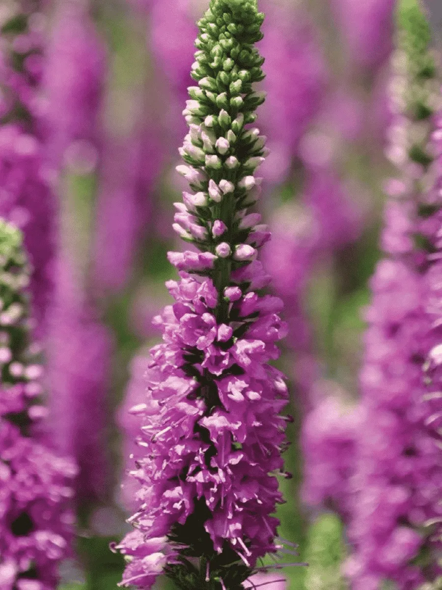 Вероника Ronica Fuchsia