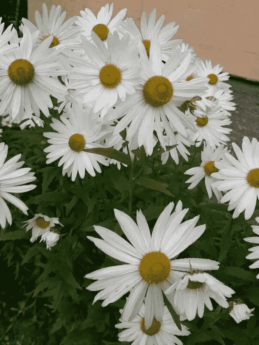 Леукантемелла