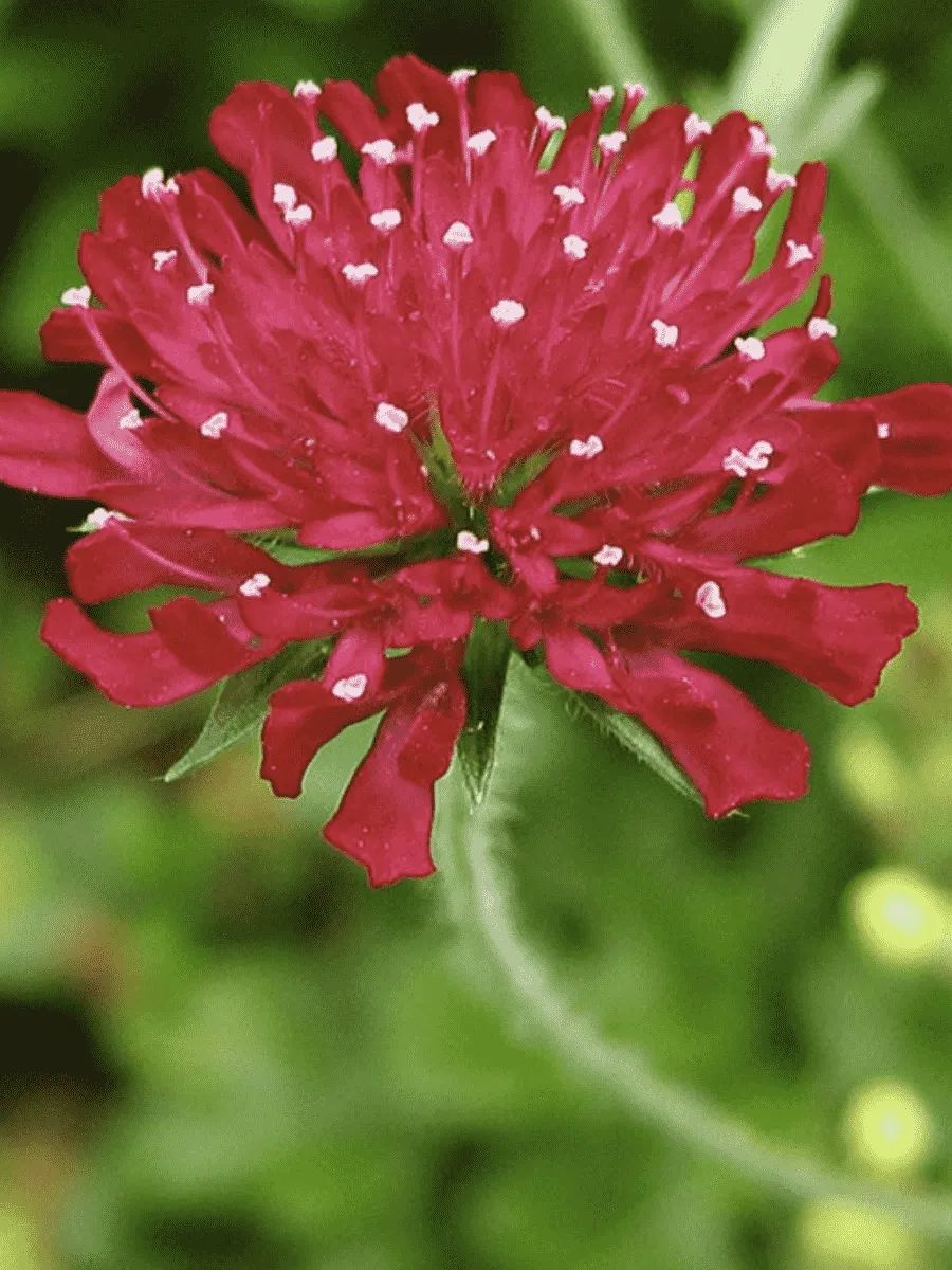 Короставник македонский Mars Midget