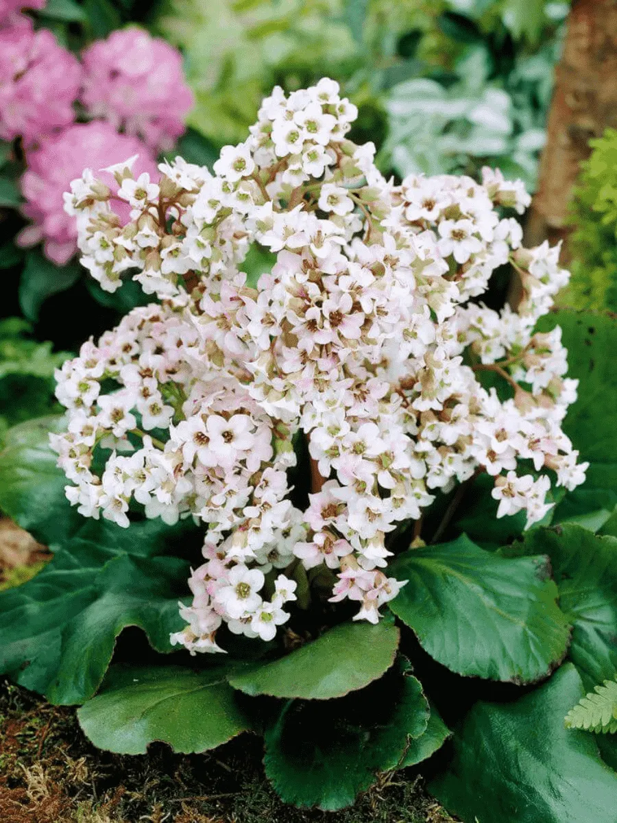 Бадан New Hybrids