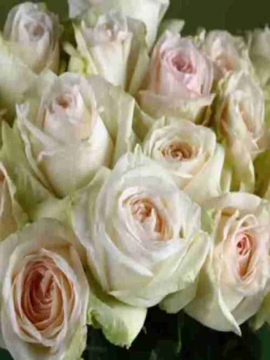 Роза чайно-гибридная White O'Hara