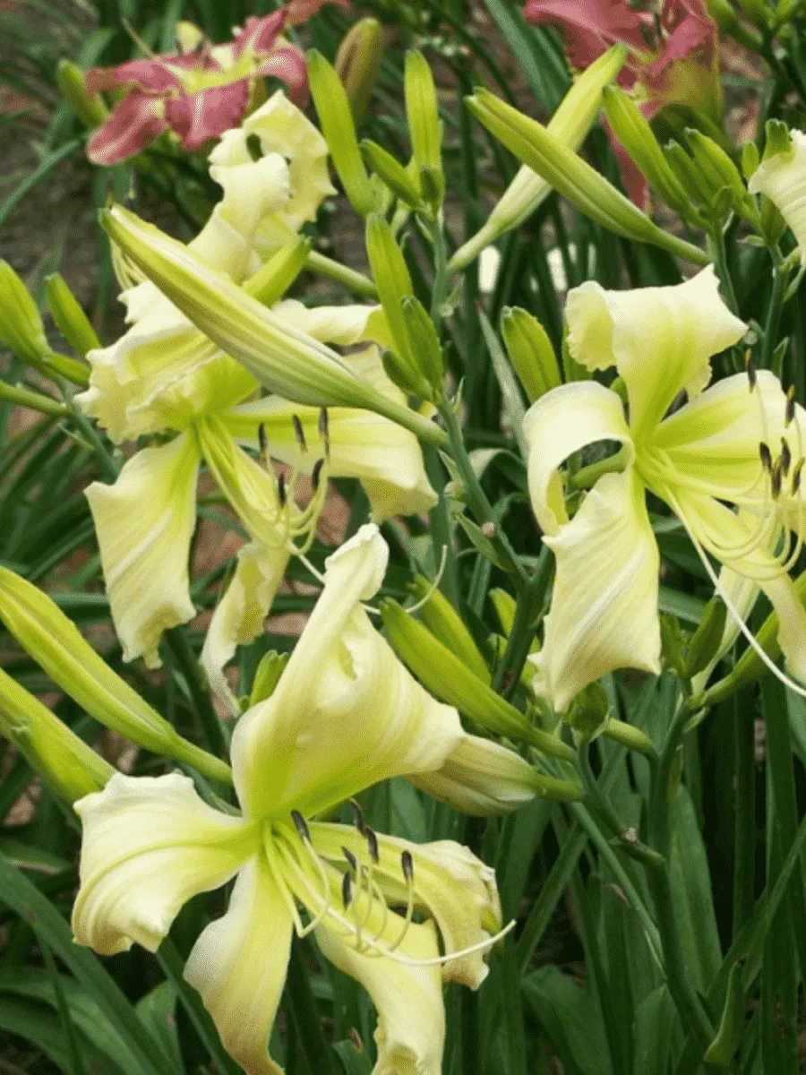 Лилейник Heavenly Curls