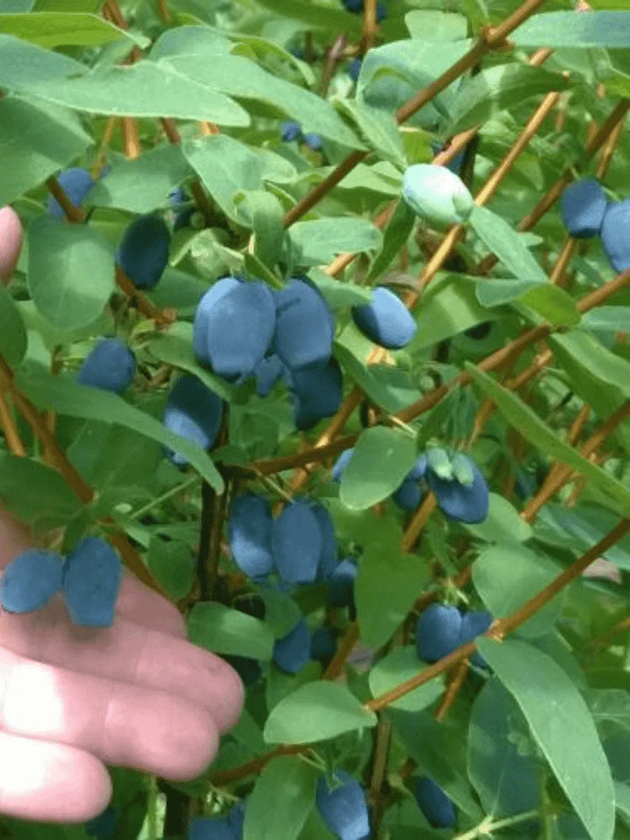 Жимолость плодовая Kapu