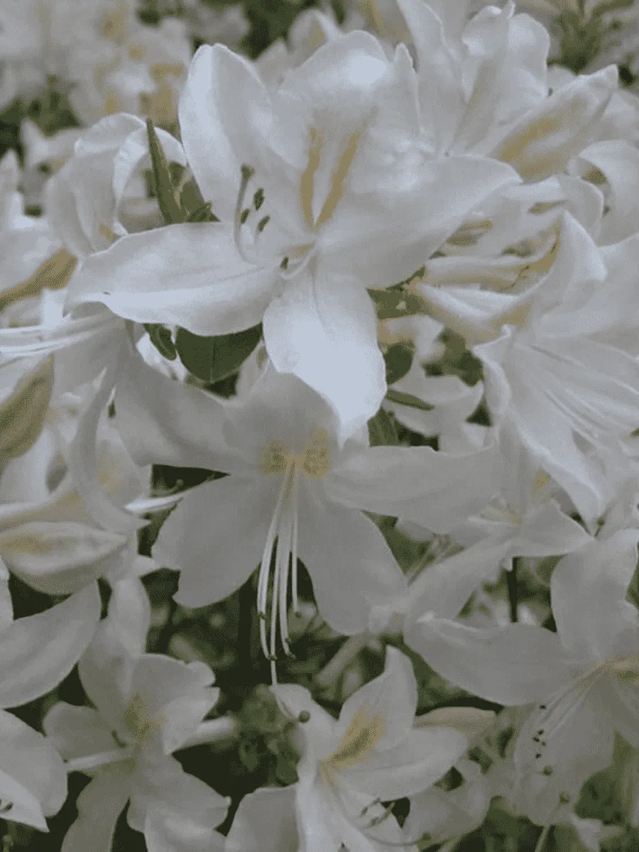 Азалия крупноцветковая White Lights