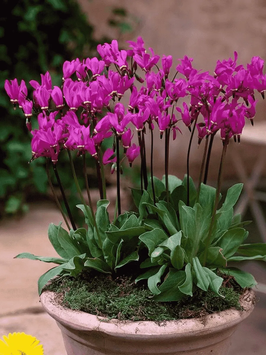 Додекатеон