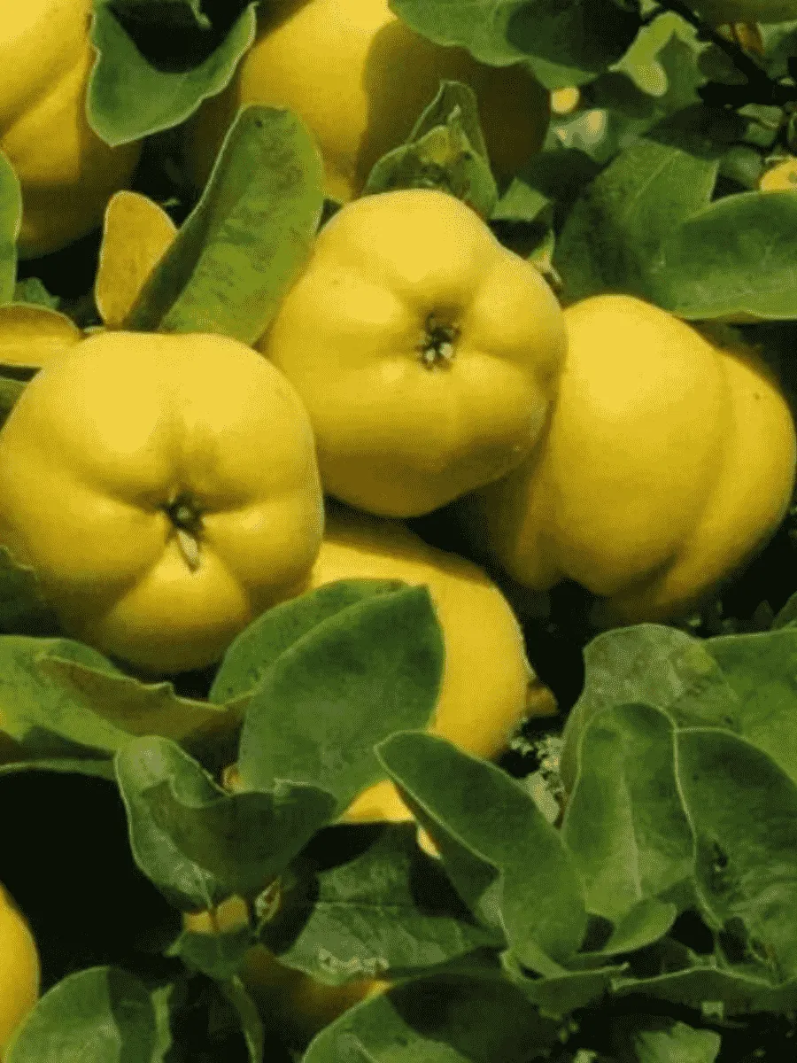 Айва обыкновенная Darunok Onuku