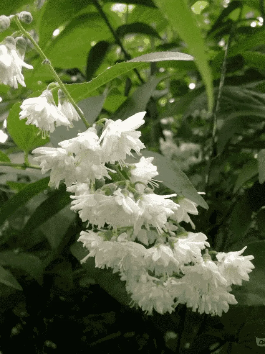 Дейция шершавая Candidisima