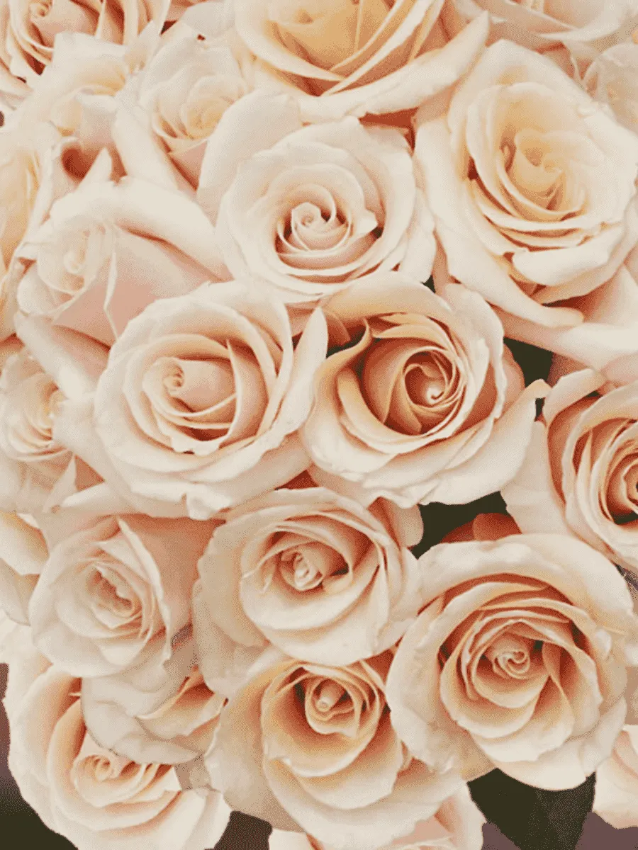 Роза чайно-гибридная Mon Pearl