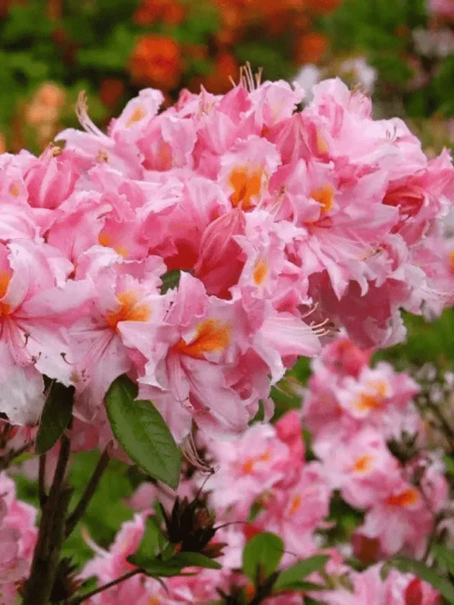 Азалия крупноцветковая Rosenkopfchen