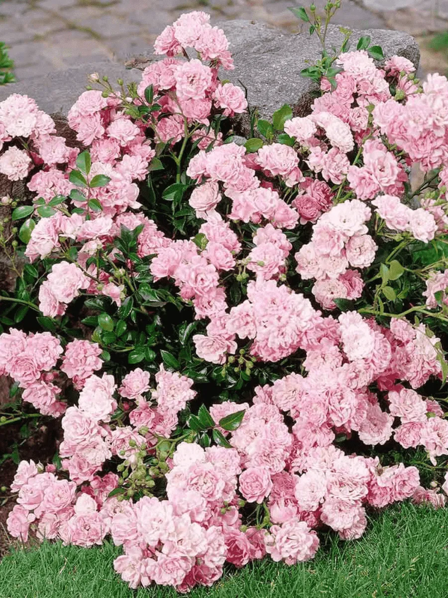 Роза Почвопокровная The Fairy