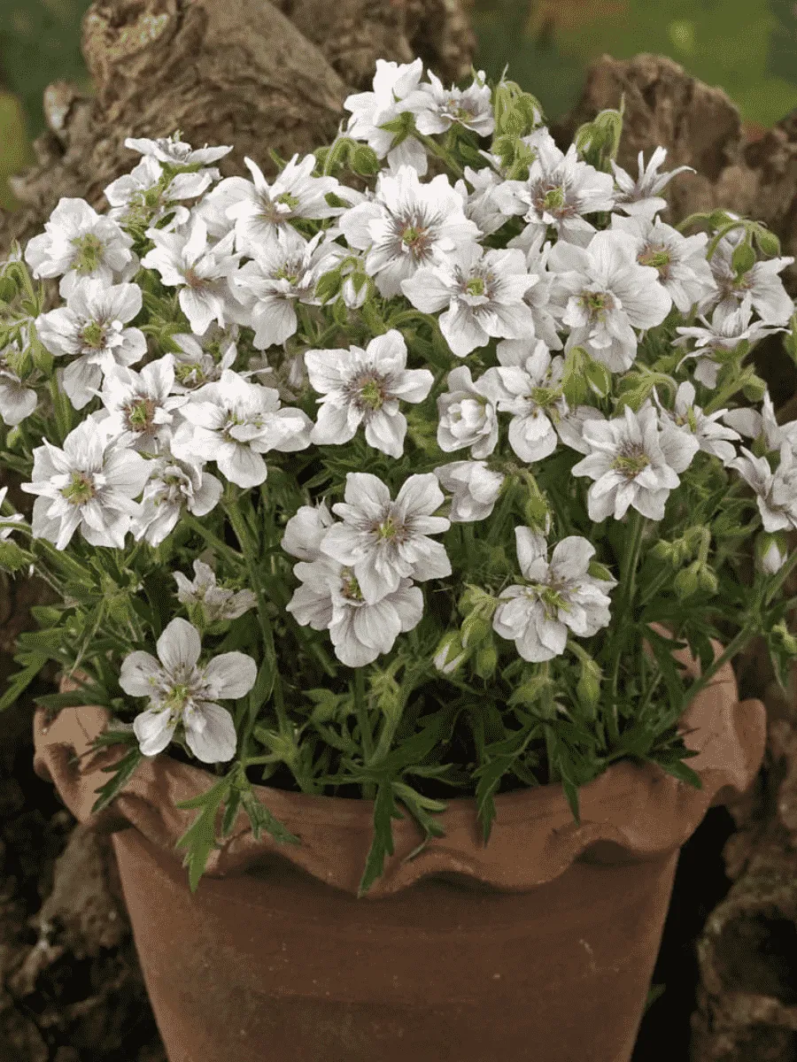 Герань луговая Algera Double