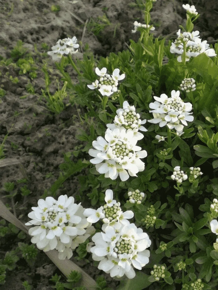 Иберис вечнозеленый Appen-Etz