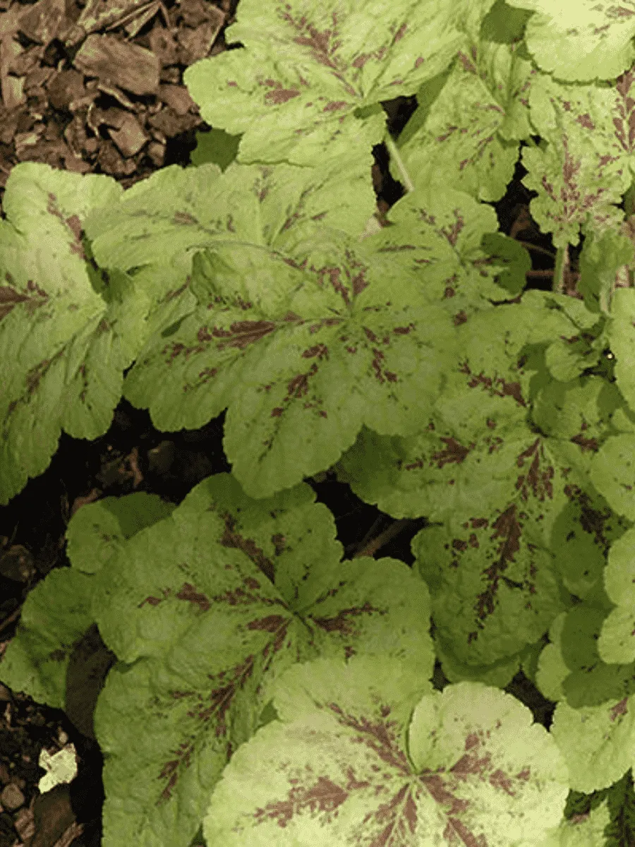 Гейхерелла Yellowstone  falls