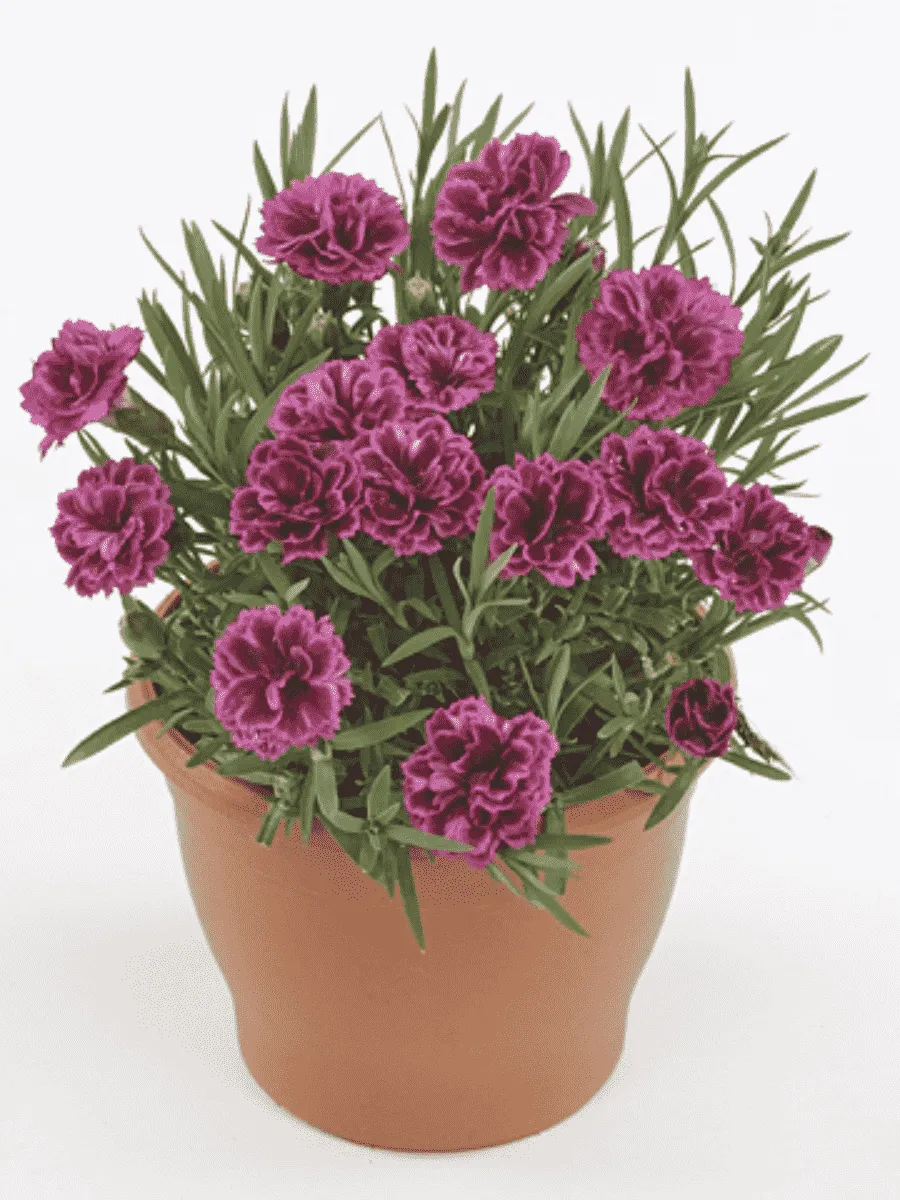 Гвоздика садовая Code Bicolour