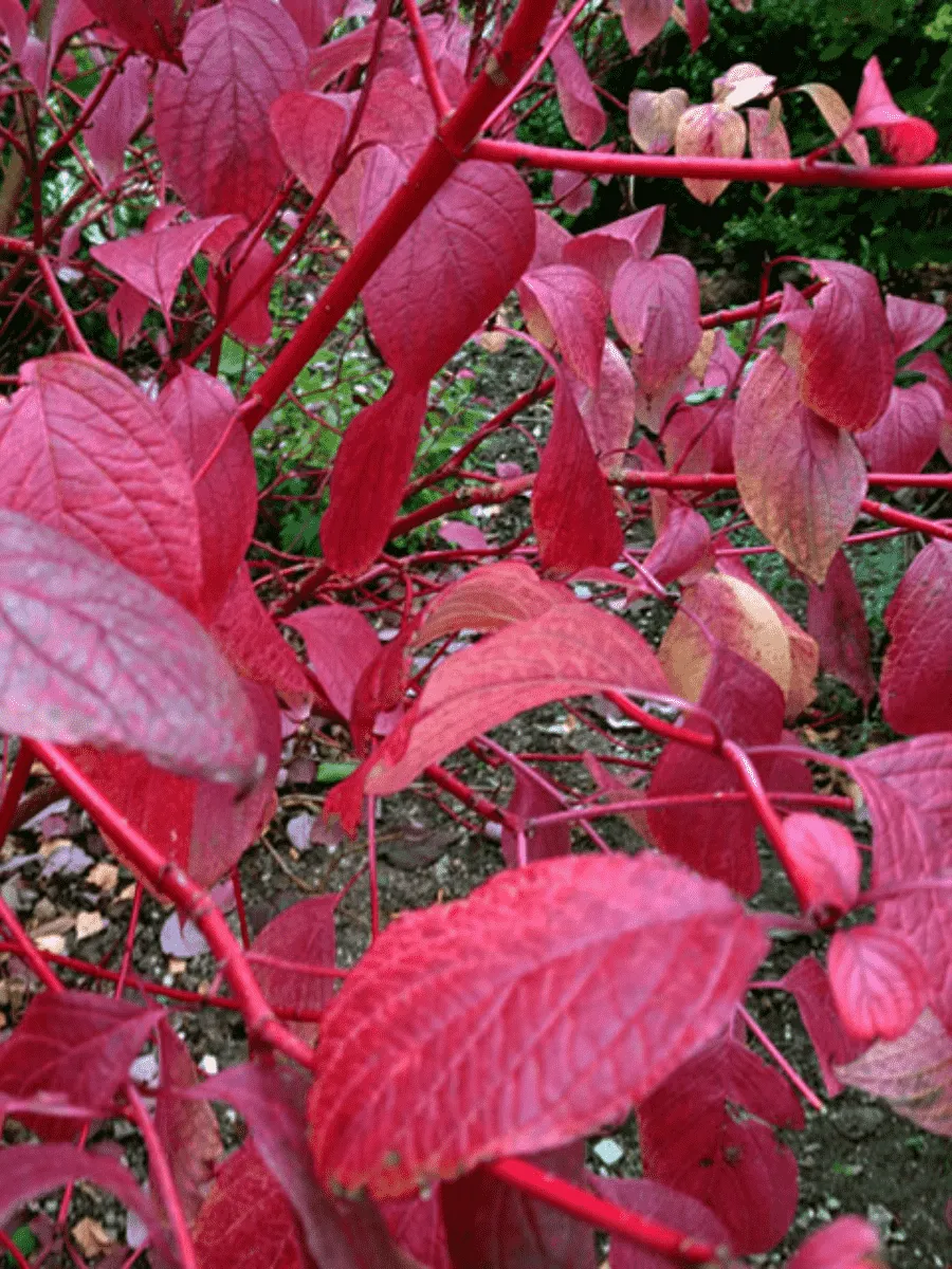 Дерен кроваво-красный Sanguinea